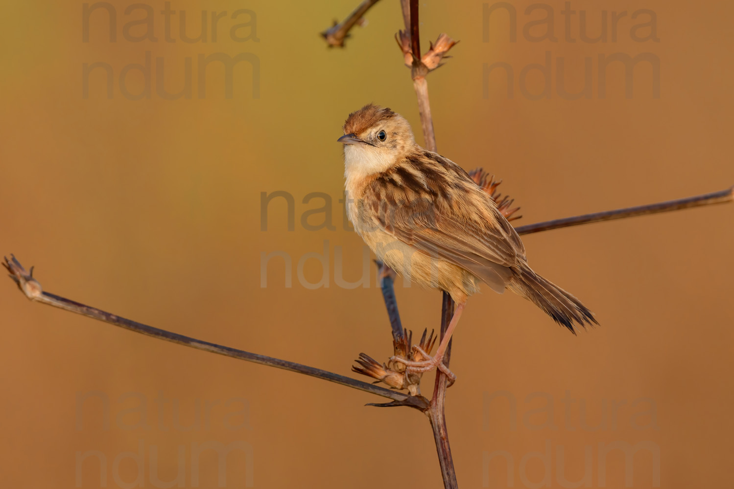 Photos of Zitting Cisticola (Cisticola juncidis)