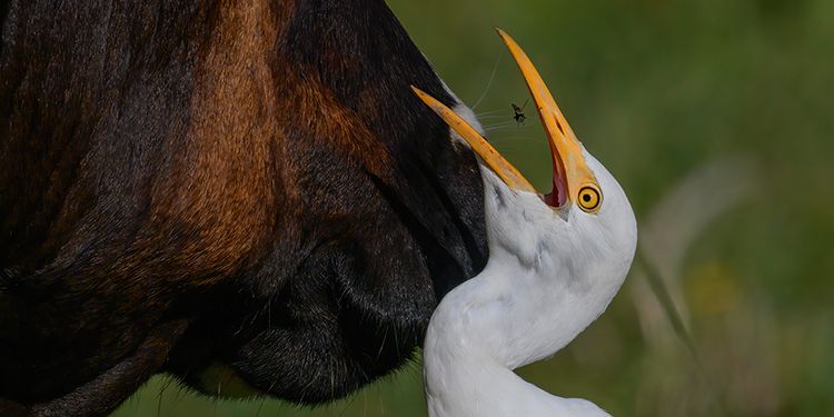 foto di ardeidi