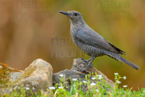 Photos of Blue Rock Thrush (Monticola solitarius)