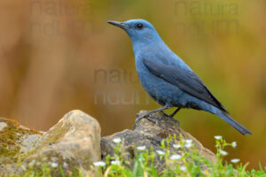 Photos of Blue Rock Thrush (Monticola solitarius)