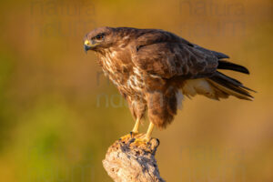 Foto di Poiana (Buteo buteo)