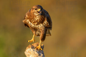 Foto di Poiana (Buteo buteo)