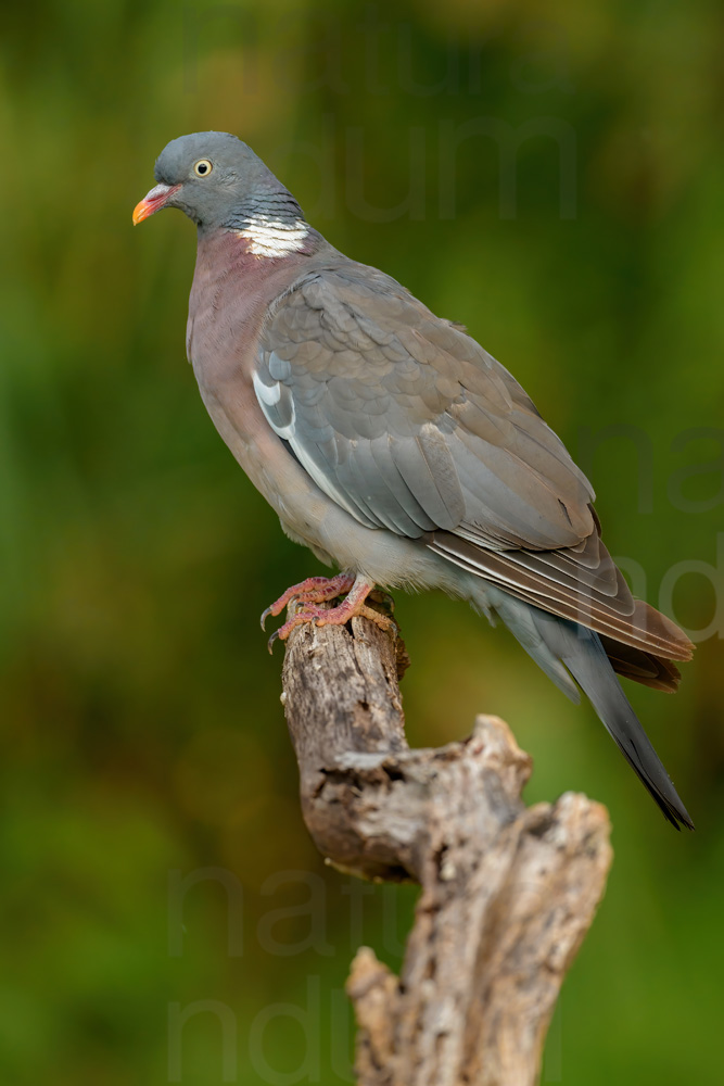 Foto di Colombaccio (Columba palumbus)