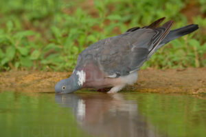 Photos of Common Wood Pigeon (Columba palumbus)