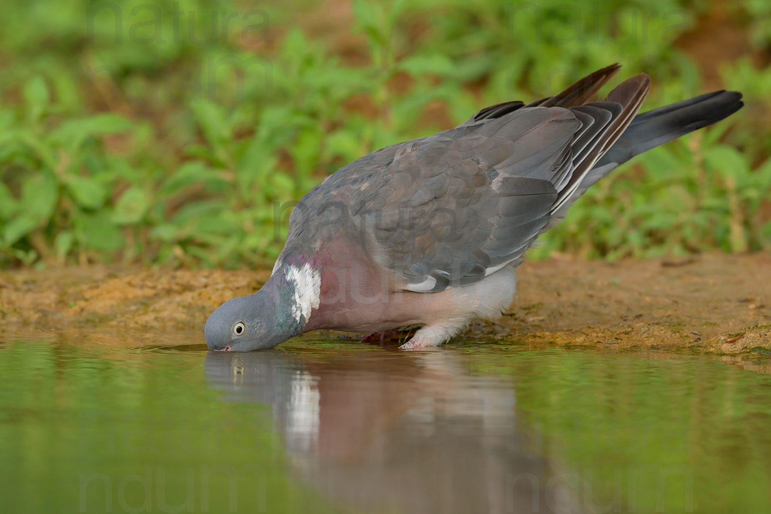 Photos of Common Wood Pigeon (Columba palumbus)