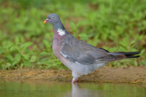 Photos of Common Wood Pigeon (Columba palumbus)