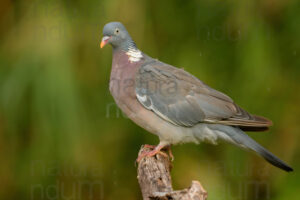 Photos of Common Wood Pigeon (Columba palumbus)