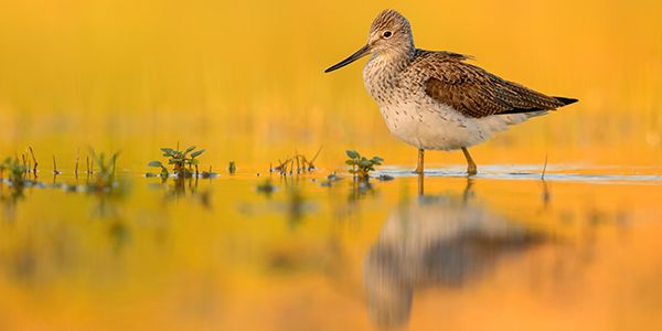Birds photography