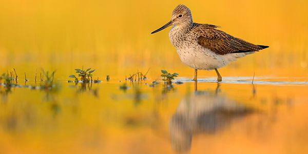 foto di uccelli scolopacidi