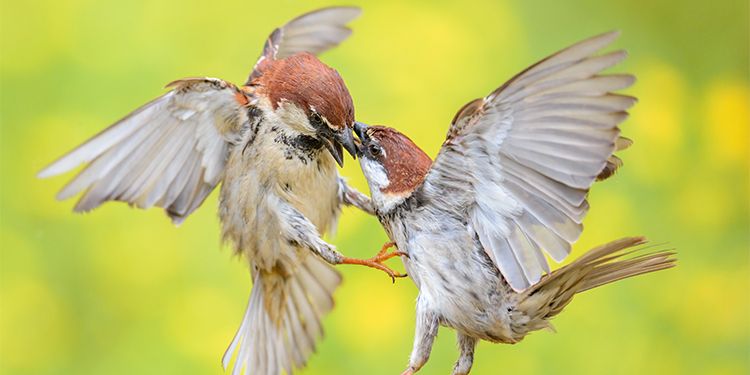 Birds photography