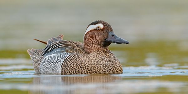 foto di uccelli acquatici