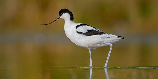 photos of waders