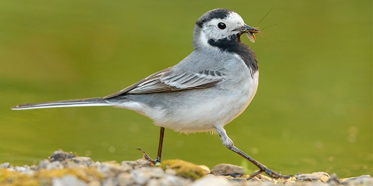 foto di passeriformi