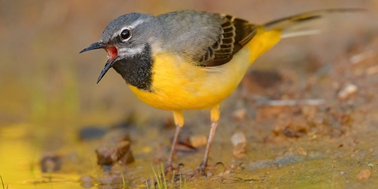 Photos of passerines