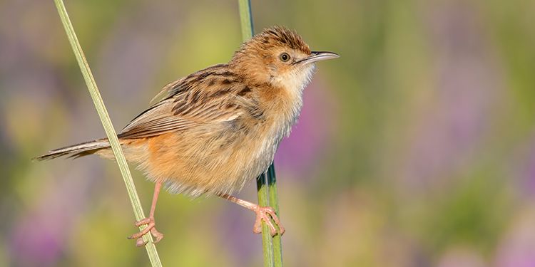 Photos of passerines