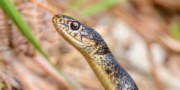 foto di animali e fauna italiana