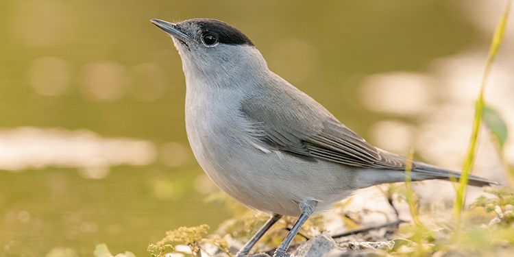 foto di passeriformi