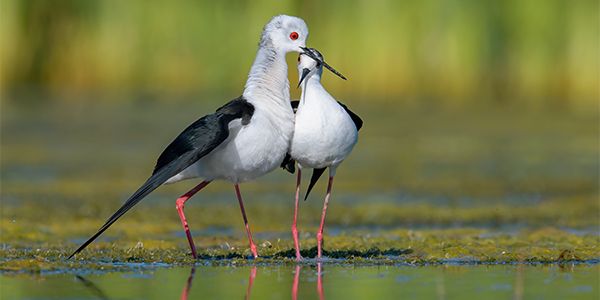 foto di uccelli caradriformi