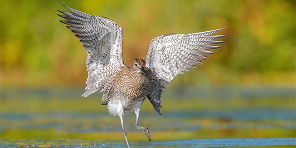foto di uccelli acquatici