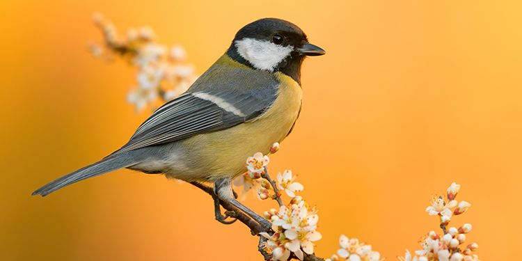 Photos of passerines