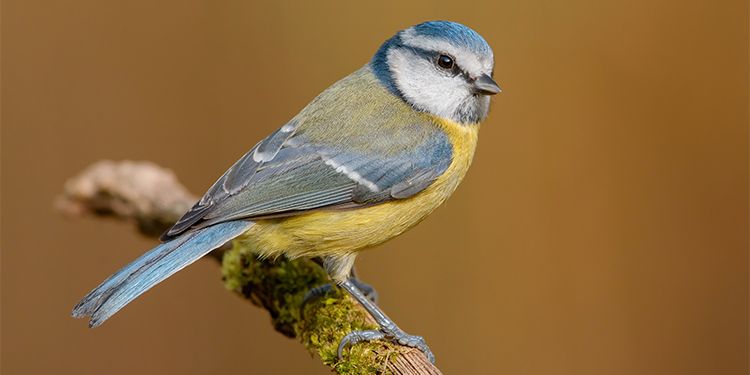 Photos of passerines