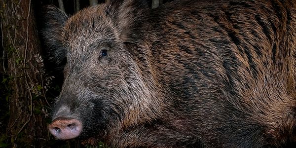 foto di animali e fauna italiana