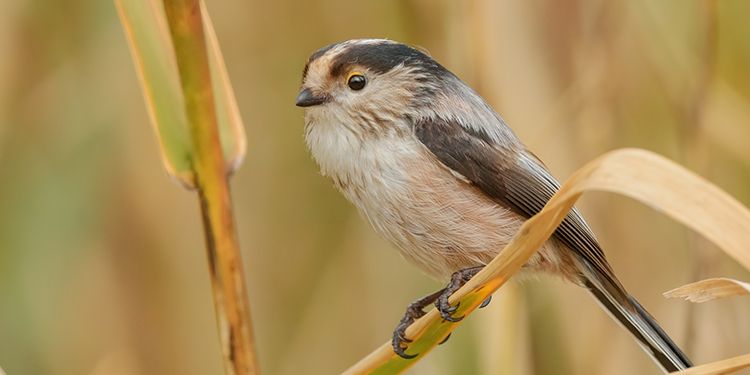 Photos of passerines