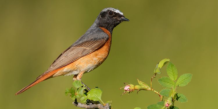 Photos of passerines