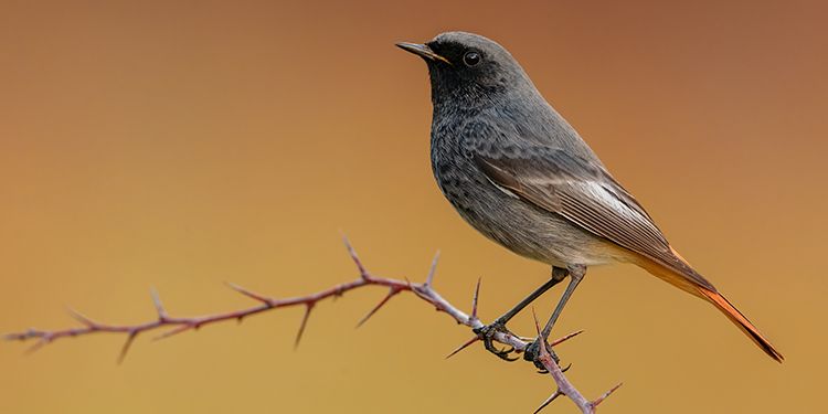 foto di passeriformi