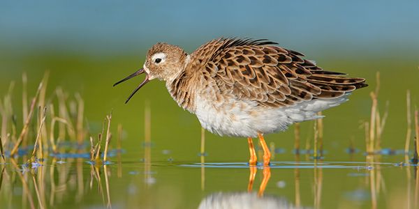 photos of waders