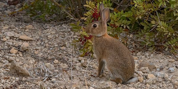 foto di animali e fauna italiana