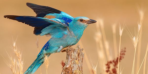 Birds photography