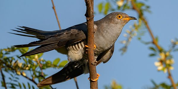 Birds photography