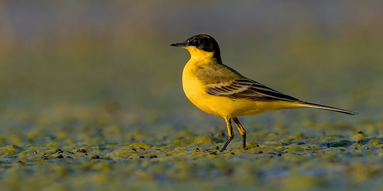 foto di passeriformi