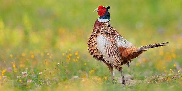 Birds photography