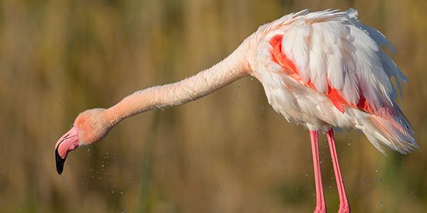 foto di uccelli acquatici