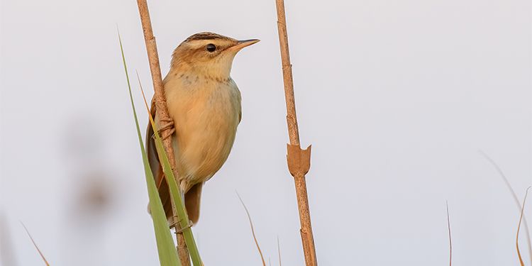 Photos of passerines