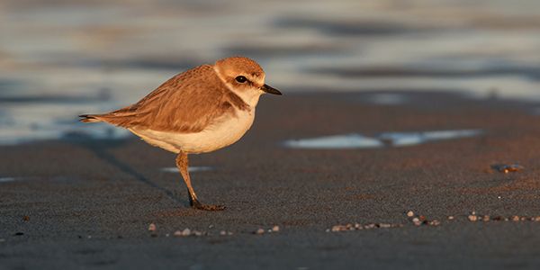 foto di uccelli caradriformi