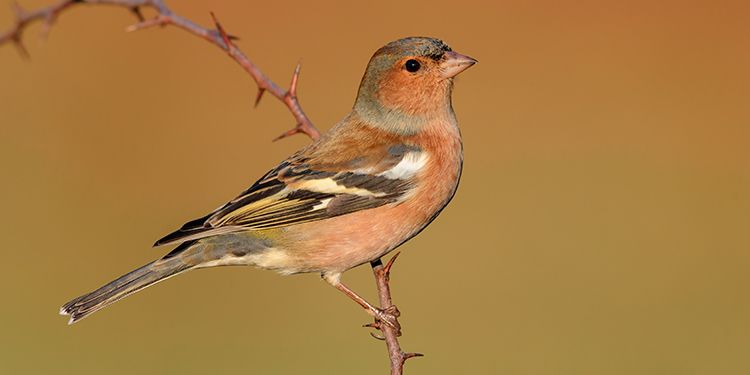 Photos of passerines