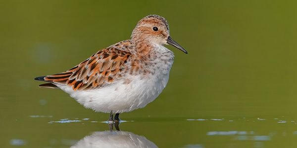 foto di uccelli scolopacidi