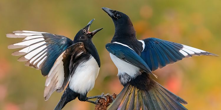 foto di corvidi