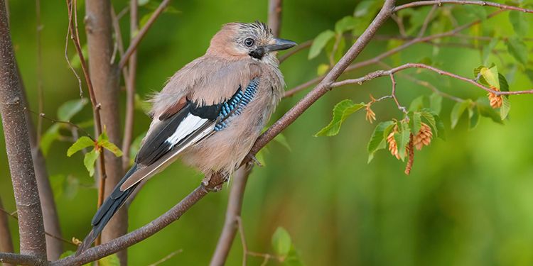 Photos of passerines