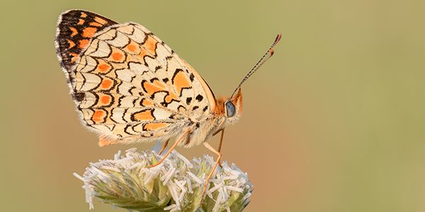 foto di animali e fauna italiana