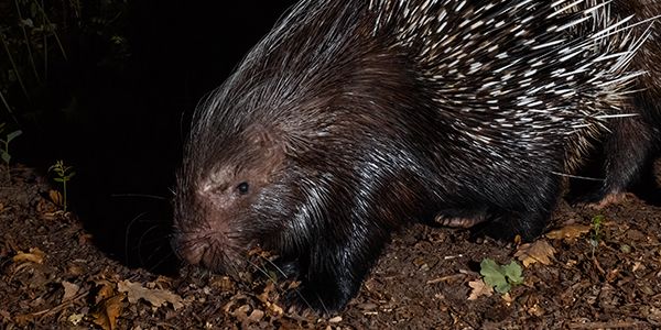 foto di animali e fauna italiana