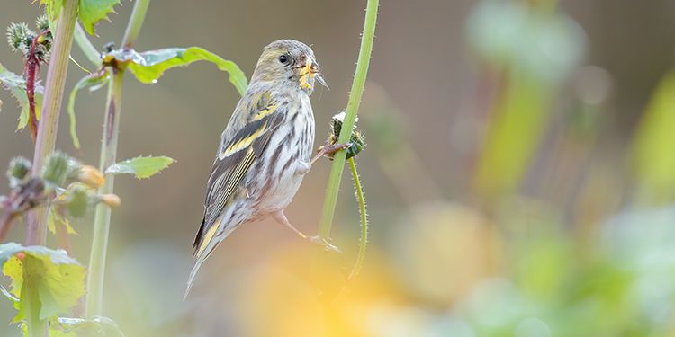 foto di passeriformi