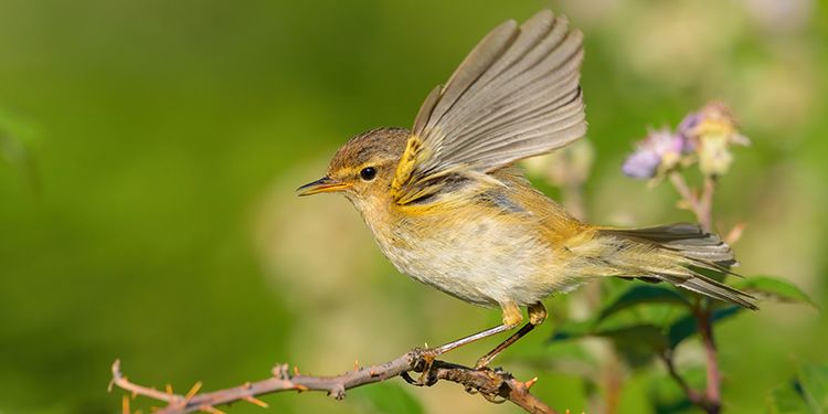 foto di passeriformi