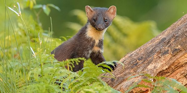 Italian animals and fauna