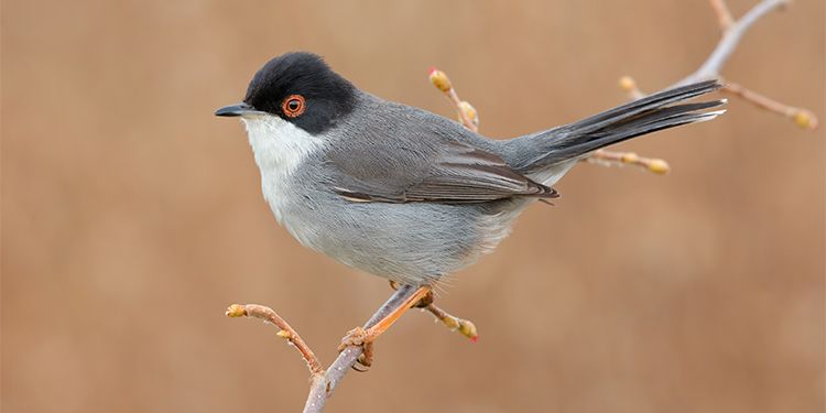 foto di passeriformi