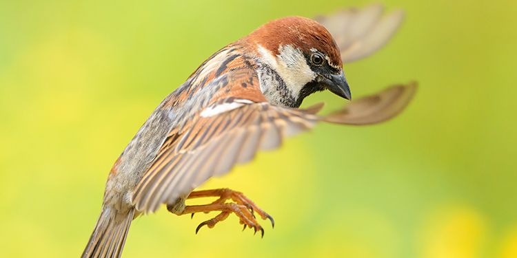 Photos of passerines