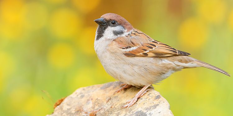 Photos of passerines